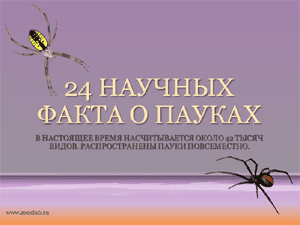 Скачать презентацию для школы 24 научных факта о пауках