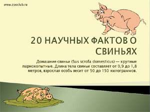 Бесплатно скачать презентацию для школы 20 научных фактов о свиньях