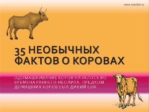 Бесплатно скачать презентацию 35 необычных фактов о коровах