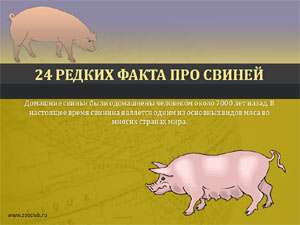 Скачать презентацию для школы 24 редких факта про свиней