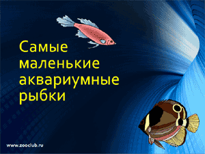 Бесплатно скачать презентацию для школы Самые маленькие аквариумные рыбки