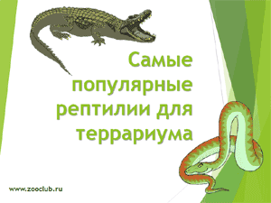 Бесплатно скачать презентацию для школы - Самые популярные рептилии для террариума
