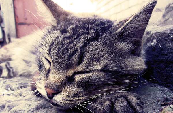 Спящая кошка, фото фотография картинка