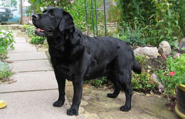 Черный лабрадор ретривер, фото фотография собаки