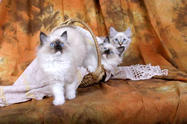 Сибирские котята, фото фотография кормление кошек