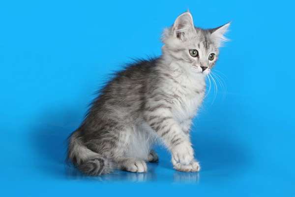 Сибирский котенок, фото фотография кормление кошек