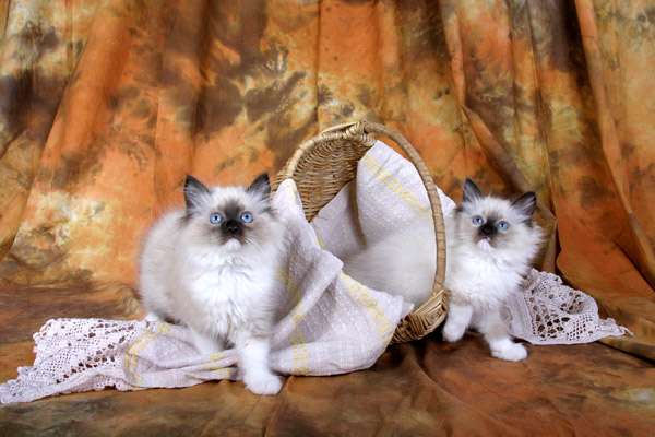 Сибирские котята, фото фотография картинка