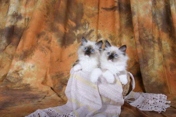 Сибирские котята, фото фотография картинка