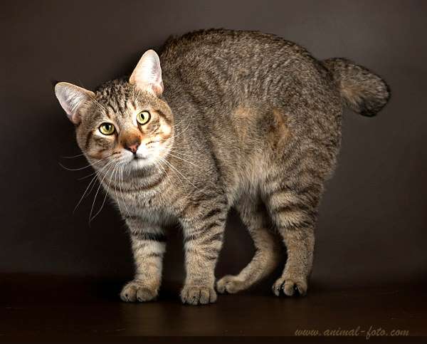 Пикси-боб, фото фотография породы кошек