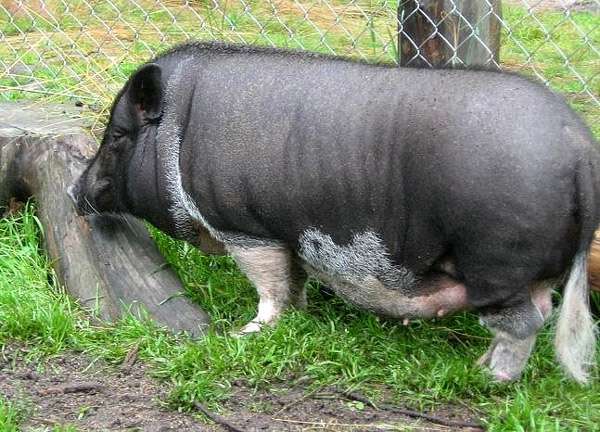 Карликовая свинья породы визенау, фото фотография картинка