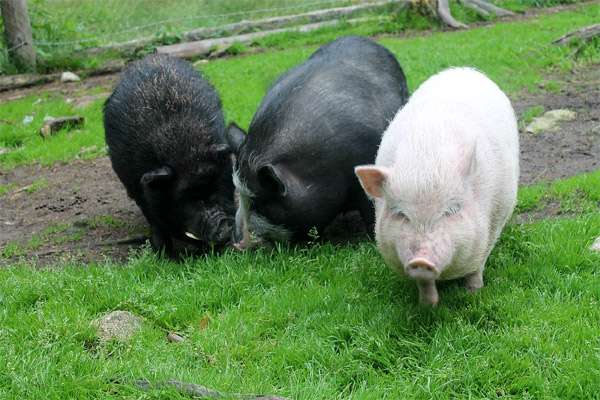 Взрослые мини-пиги карликовые свиньи, фото фотография картинка