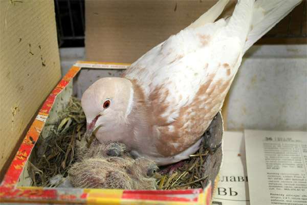 Самец голубя с птенцами, фото фотография птицы