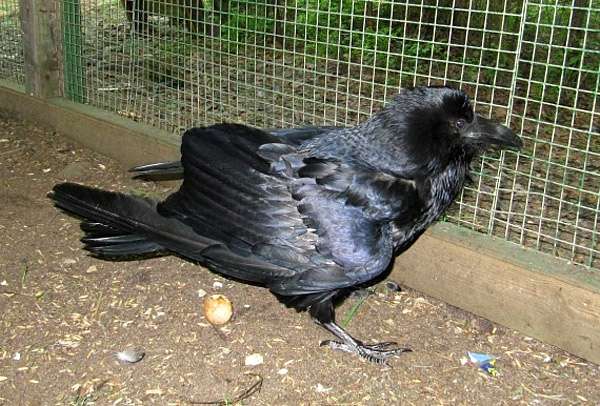 Ворон (Corvus corax), фото фотография картинка врановые птицы