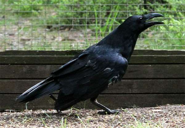 (Corvus corax),   