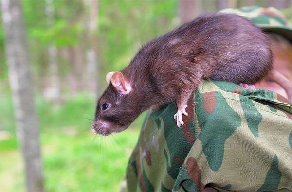 Домашняя крыса на прогулке, фото фотография грызуны