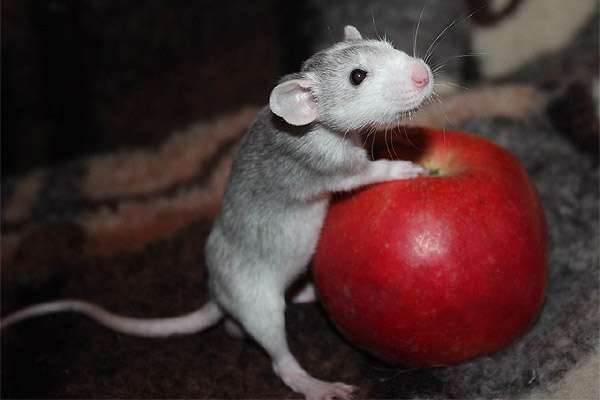 Маленький крысенок с яблоком, фото фотография картинка