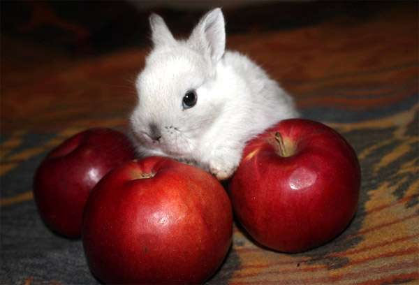 Карликовый крольчонок и яблоки, фото фотография