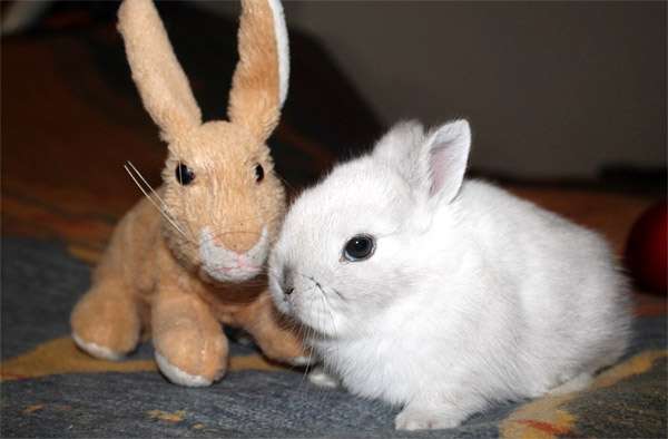 Карликовый кролик и плюшевый заяц, фото фотография