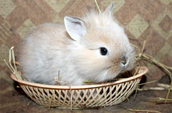 Карликовый крольчонок, фото фотография