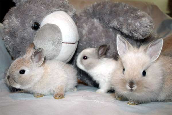 Декоративные кролики - крольчиха с крольчатами, фото фотография