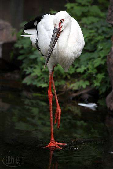 Белый журавль, или стерх (Grus leucogeranus), фото птицы фотография