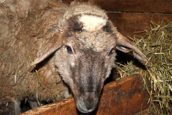Домашняя овца, фото фотография парнокопытные животные