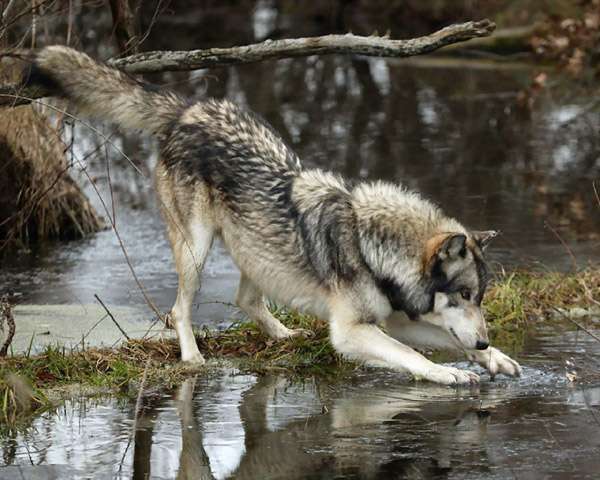 Волк, играющий с водой, фото фотография хищники