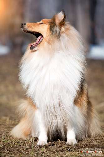 Зевающий колли, шотландская овчарка, фото фотография картинка собаки