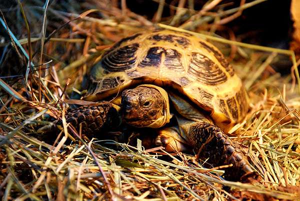 Среднеазиатская черепаха (Testudo horsfieldii), фото фотография пресмыкающиеся