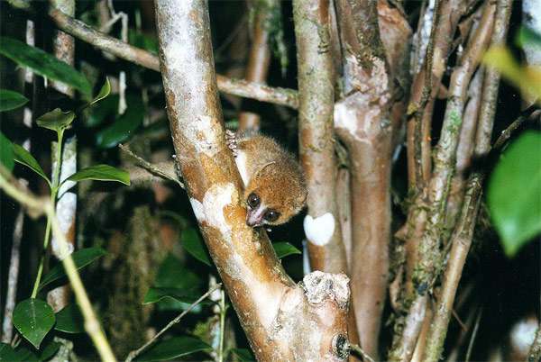 Серый мышиный лемур (Microcebus murinus), фото фотография приматы