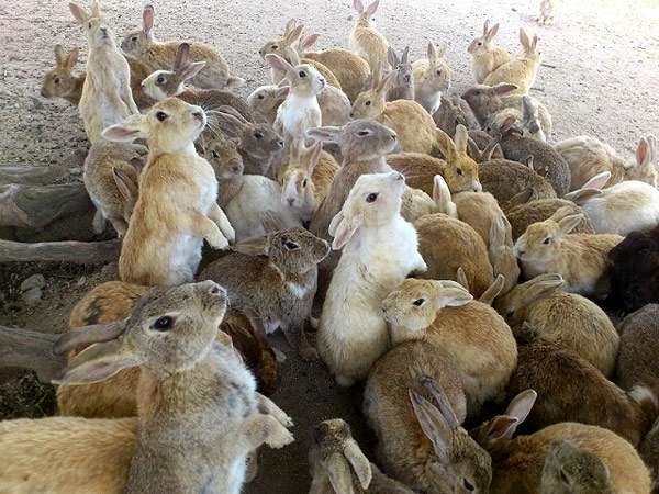 Окуносима - остров кроликов, фото изображение