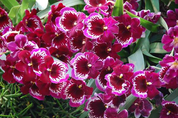 Цветущая орхидея, фото фотография цветы