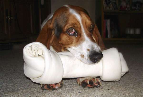 Собака жует сыромятную кость, фото фотография картинка