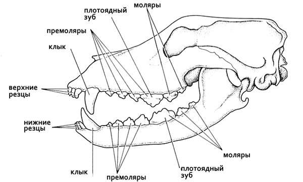 Схема зубов собаки, рисунок картинка изображение