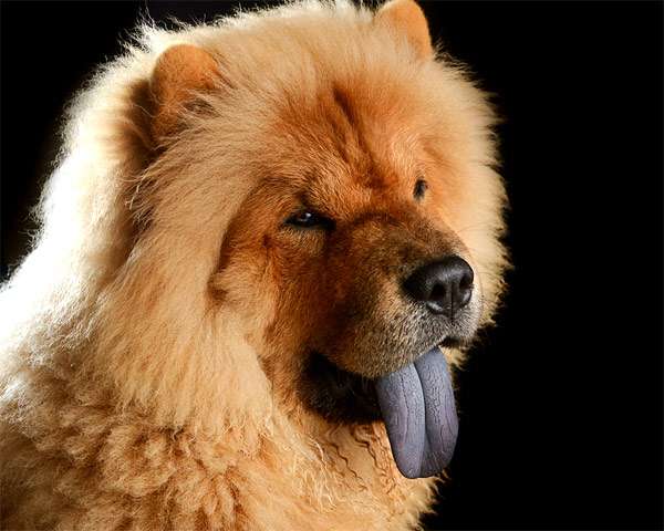 Почему синеет язык у собаки? У собаки посинел почернел язык. Язык собаки  стал черным синим, почему?