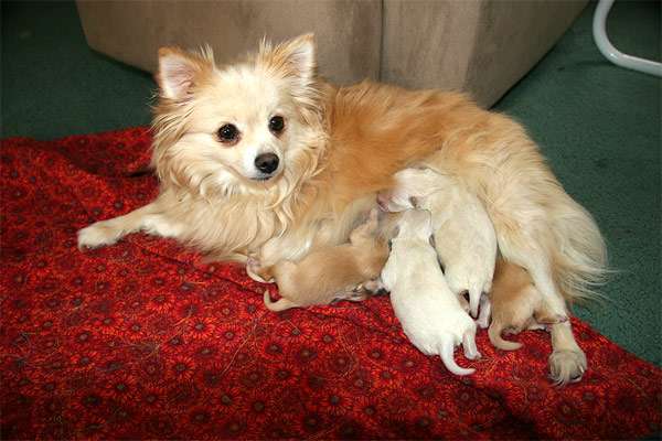 Сука кормит щенков молоком, фото фотография собаки