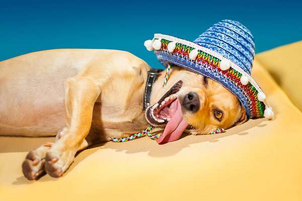 Собака в шляпе, собаке жарко, фото фотография