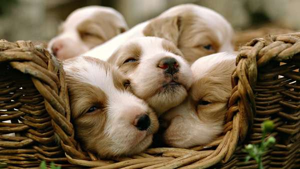 Спящие щенки в корзинке, фото фотография собаки