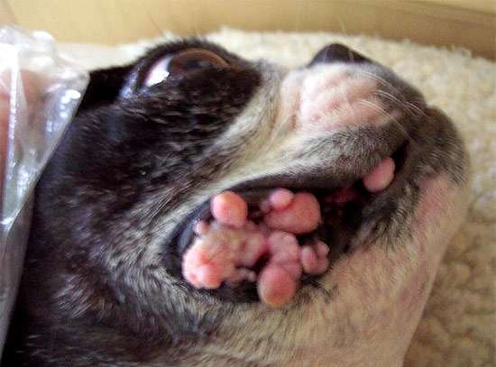 Собака с вирусным папилломатозом, фото фотография