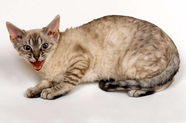 Злая кошка, агрессивная кошка, фото фотография