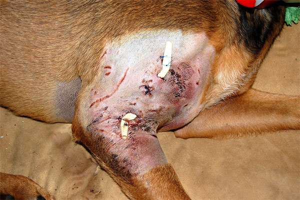Укушенные раны у собаки, собака после драки, фото фотография