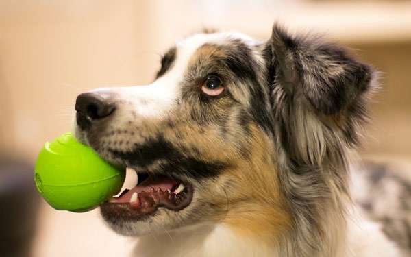 Собака с мячом в зубах, фото фотография картинка