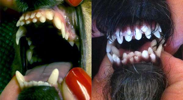 Ложная полидонтия (многозубость, или неполное выпадение молочных зубов) у собак, фото фотография картинка
