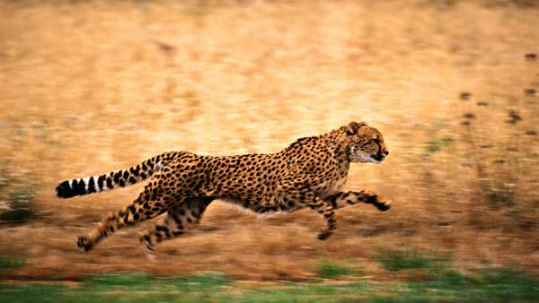 Бегущий гепард, фото фотография хищники