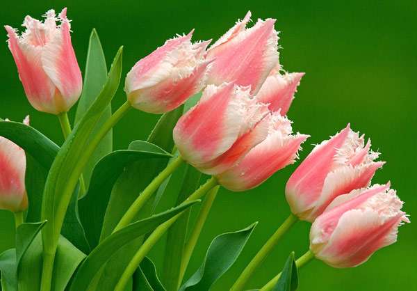 Фото природа тюльпаны