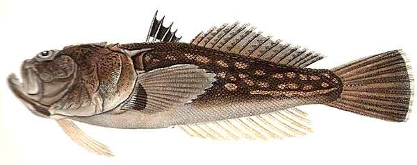 Обыкновенный звездочёт, или морская коровка (Uranoscopus scaber), рисунок картинка