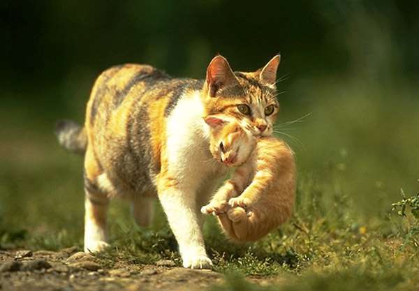 Кошка несёт в зубах котёнка, фото фотография картинка