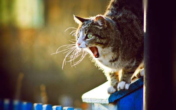 Орущая кошка, мяукающая кошка, фото фотография картинка