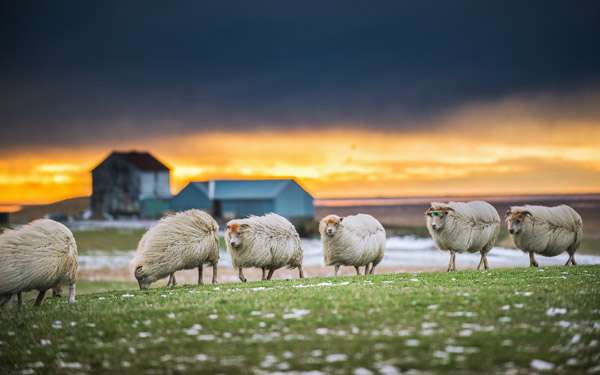 Овцы на осеннем пастбище, фото фотография 