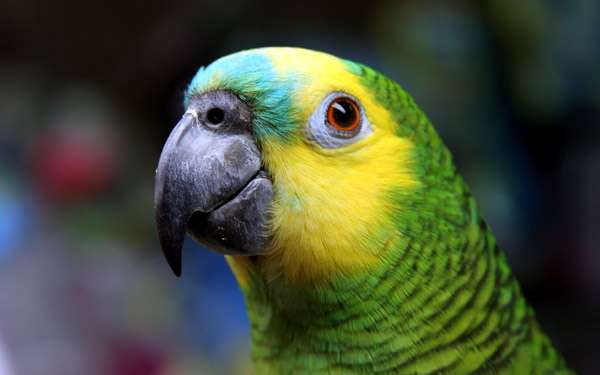 Синелобый амазон (Amazona aestiva), фото фотография птицы